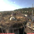 17_55-nest.jpg