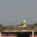 18_00-mast.jpg