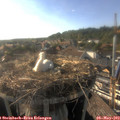 18_00-nest.jpg