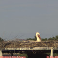 18_05-mast.jpg