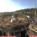 18_05-nest.jpg