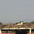18_15-mast.jpg