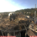 18_20-nest.jpg