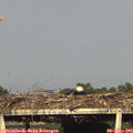 18_25-mast.jpg