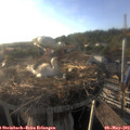 18_50-nest.jpg
