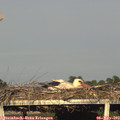 19_00-mast.jpg