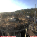 19_00-nest.jpg