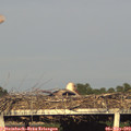 19_05-mast.jpg