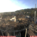 19_05-nest.jpg