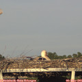19_10-mast.jpg