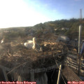19_10-nest.jpg