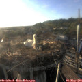 19_15-nest.jpg