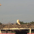 19_20-mast.jpg