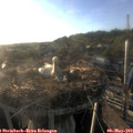 19_20-nest.jpg
