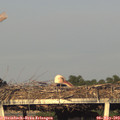 19_30-mast.jpg