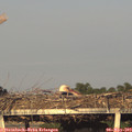 19_35-mast.jpg
