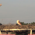19_50-mast.jpg