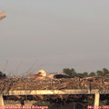 20_00-mast.jpg