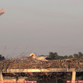 20_10-mast.jpg