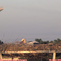 20_20-mast.jpg