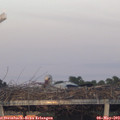 20_25-mast.jpg