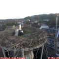 05_55-nest.jpg