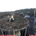 06_00-nest.jpg