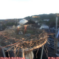 06_05-nest.jpg