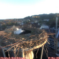 06_10-nest.jpg