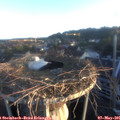 06_15-nest.jpg