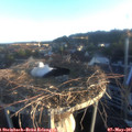 06_20-nest.jpg
