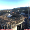06_30-nest.jpg