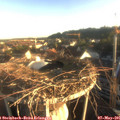 06_45-nest.jpg