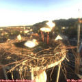 06_50-nest.jpg