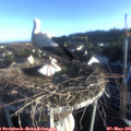 06_55-nest.jpg