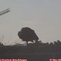 07_20-mast.jpg