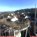 07_20-nest.jpg