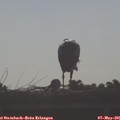 08_15-mast.jpg