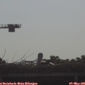 08_45-mast.jpg