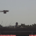 08_50-mast.jpg