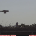 08_55-mast.jpg