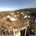 08_55-nest.jpg