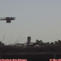 09_00-mast.jpg