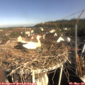 09_00-nest.jpg