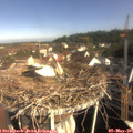 09_05-nest.jpg