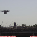 09_15-mast.jpg
