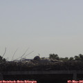 09_20-mast.jpg