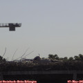 09_25-mast.jpg
