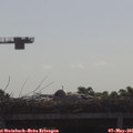 09_30-mast.jpg