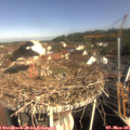 09_35-nest.jpg